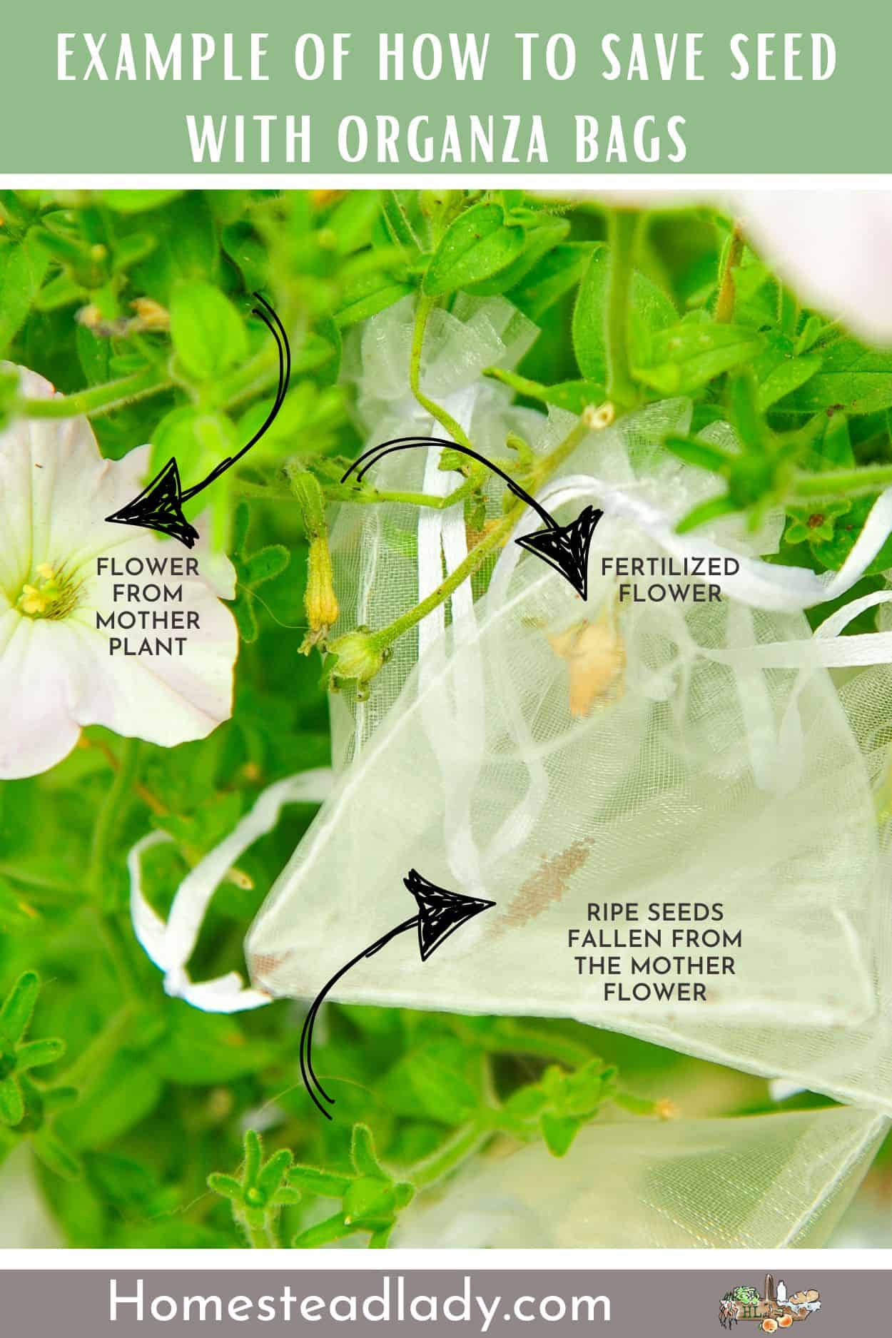 organza bag on a seedhead with seed inside