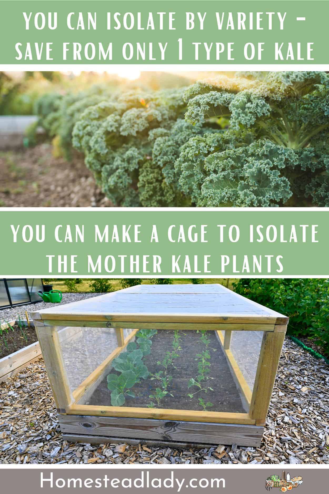 kale growing in the garden; kale plants isolated by a cage for seed saving