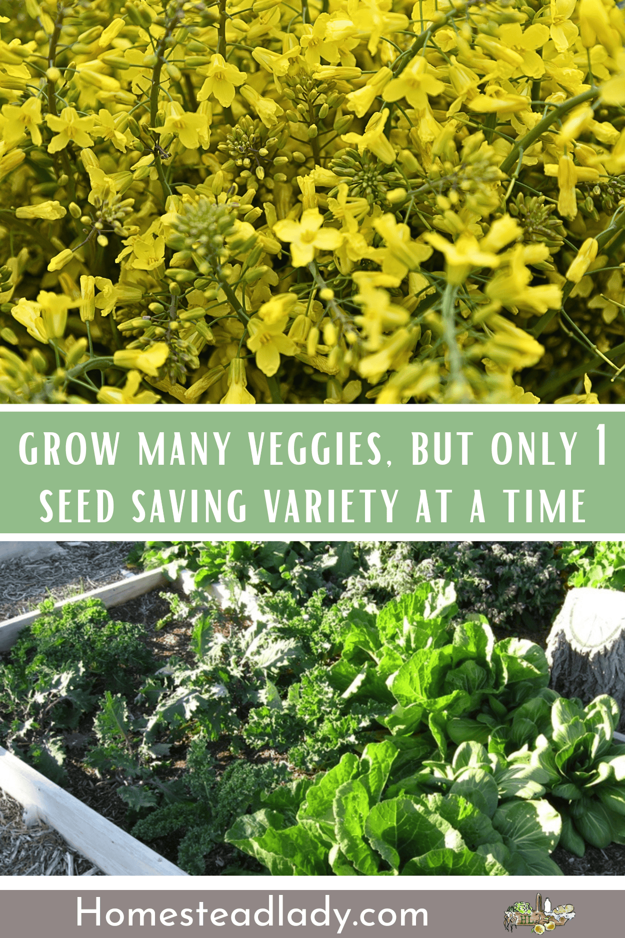 yellow kale flowers and growing kale plants