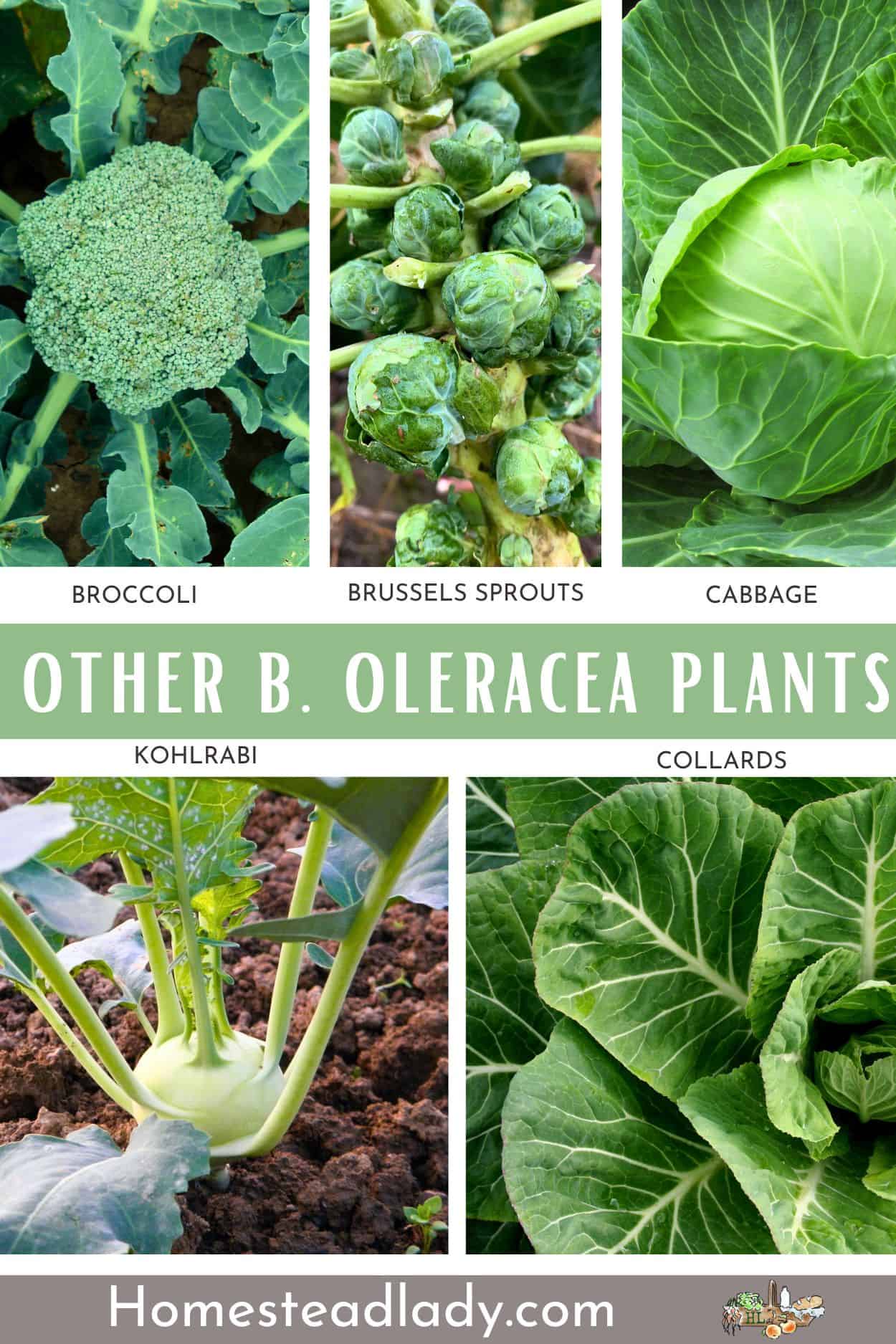 collage of green vegetables; broccoli, Brussels sprouts, cabbage, collards, kohlrabi