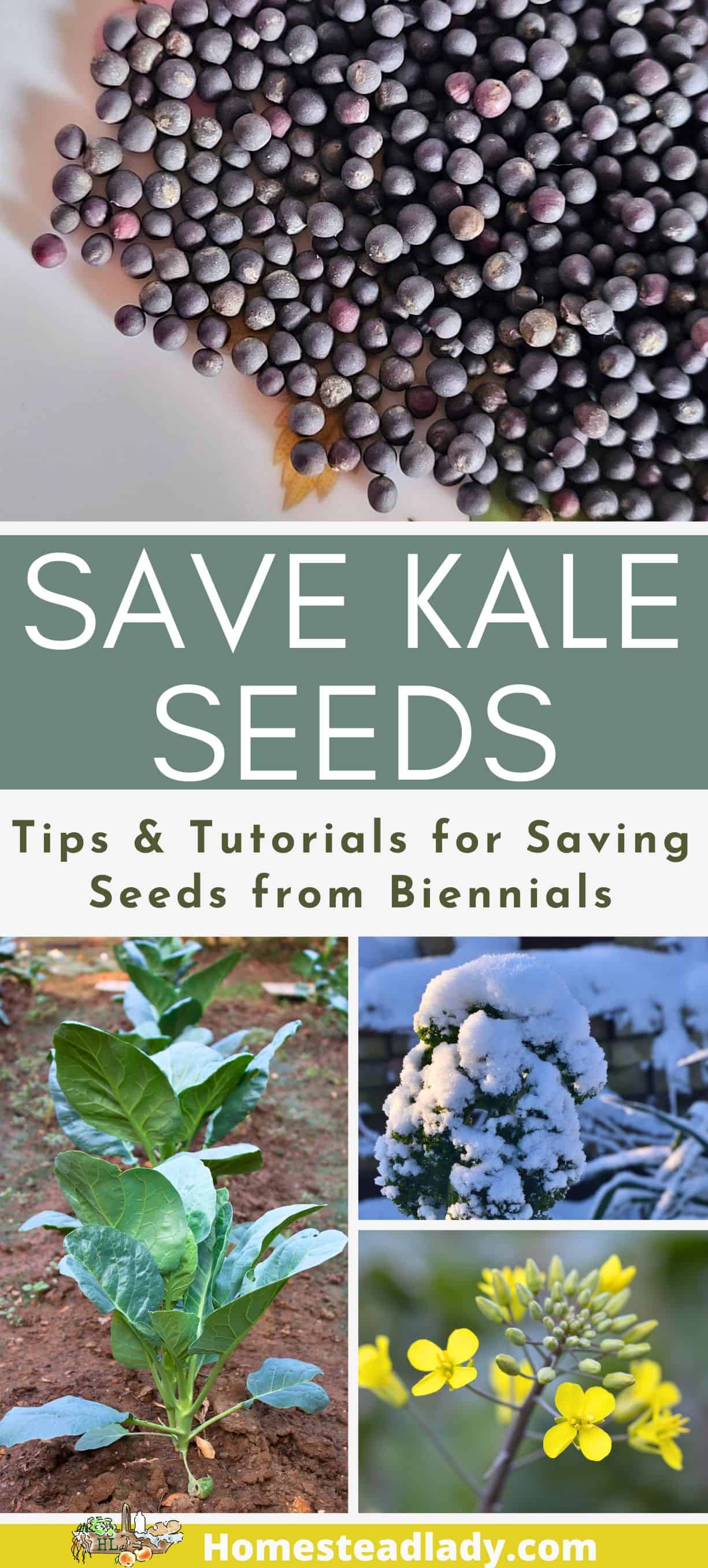 collage of kale photos; kale in snow, kale flowers, kale seed