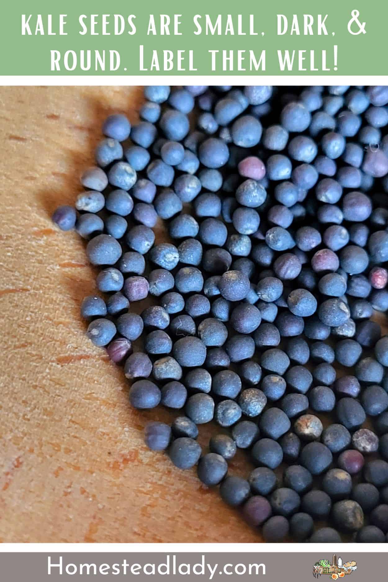 kale seeds in a wooden bowl