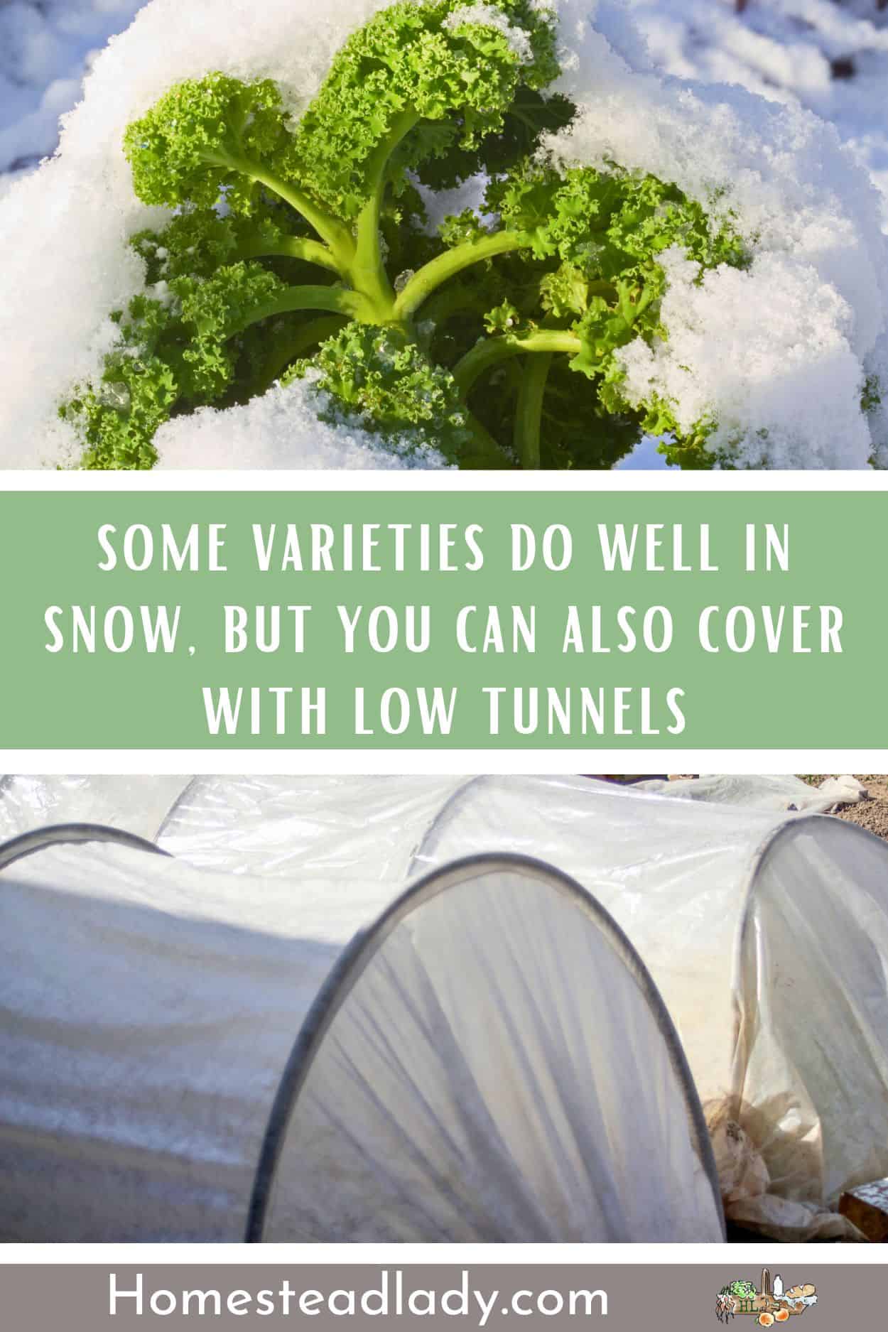 kale plant in snow; low tunnels in the garden