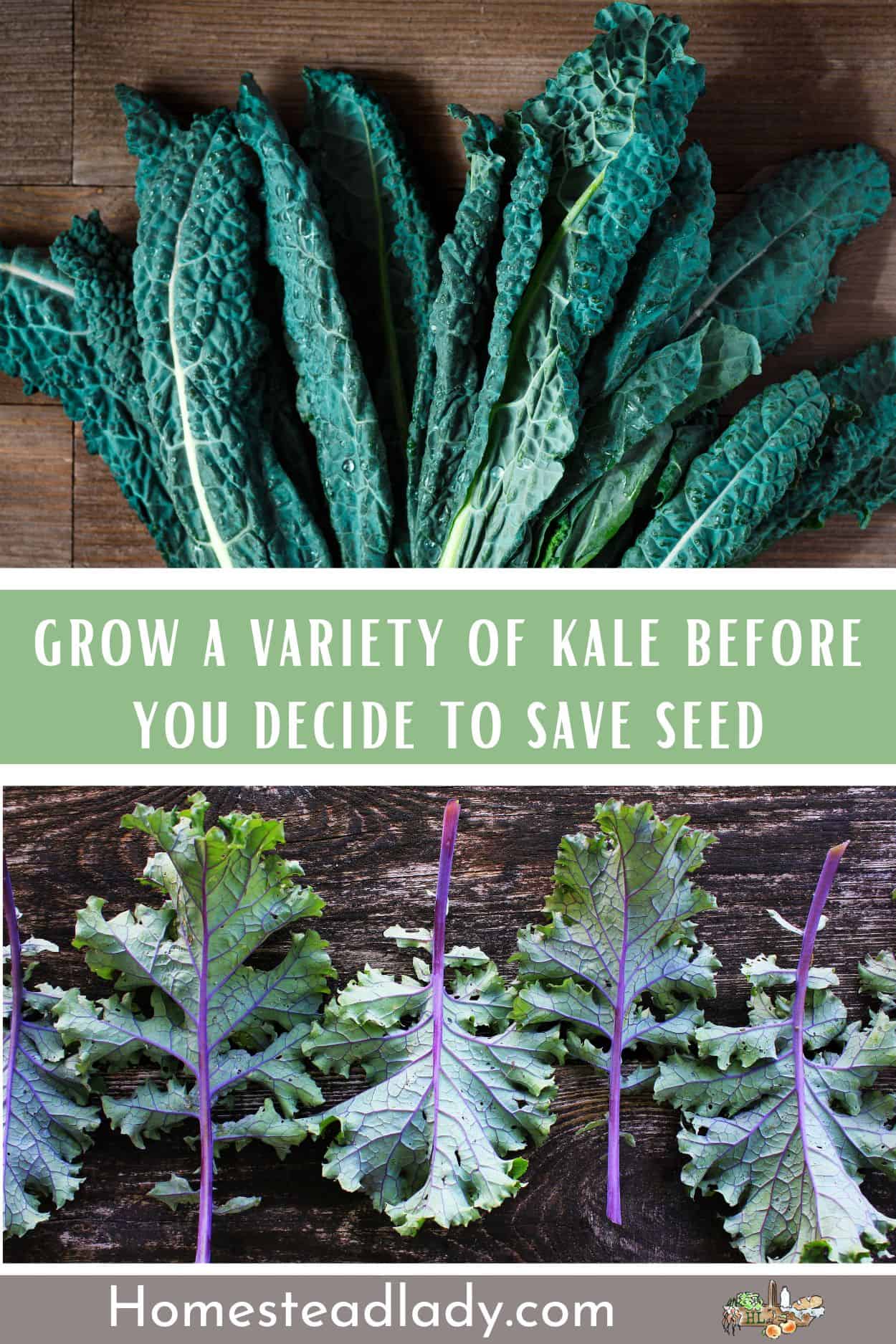 dinosaur kale and red Russian kale