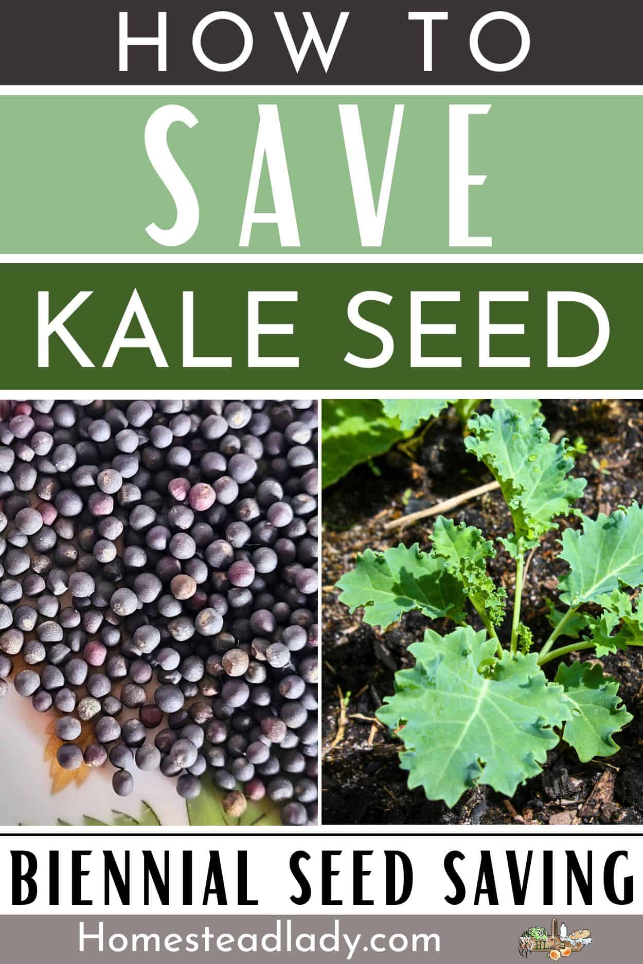 kale seed and a kale seedling