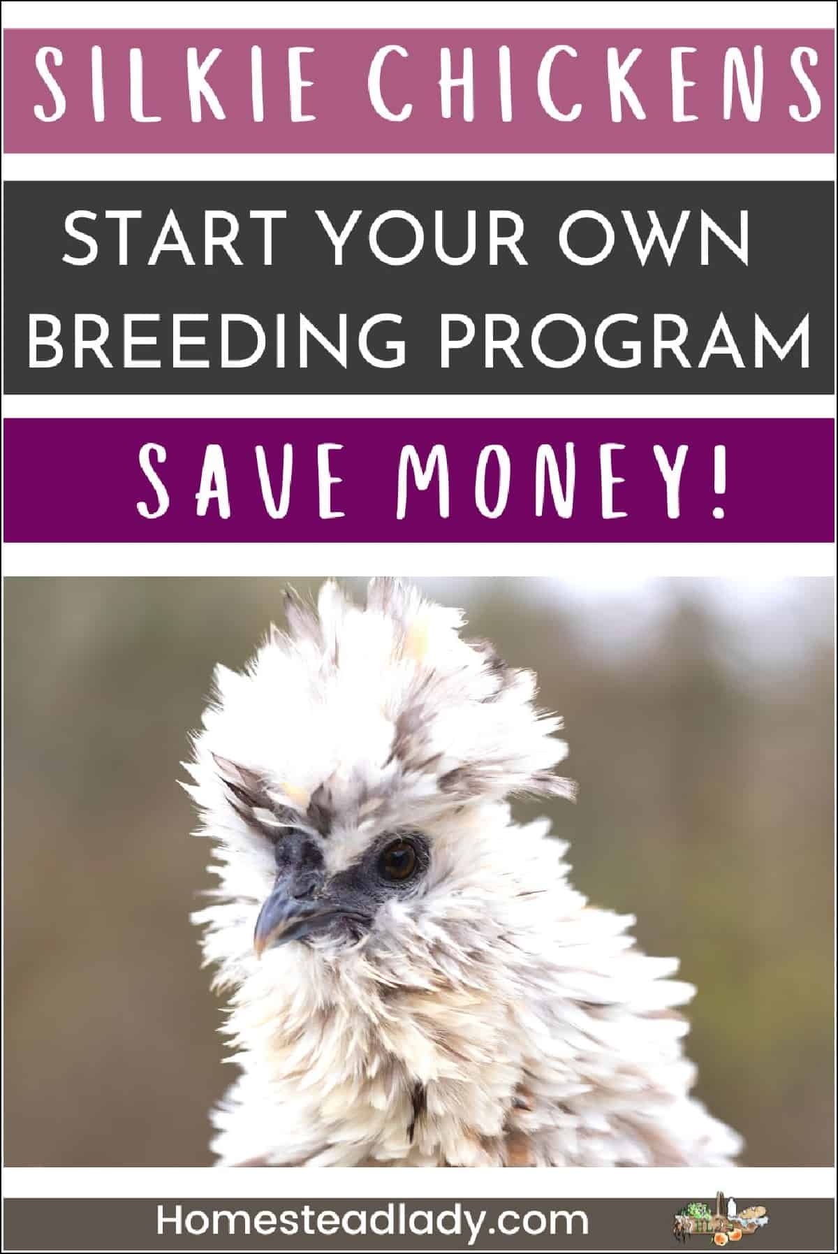 silkie hen