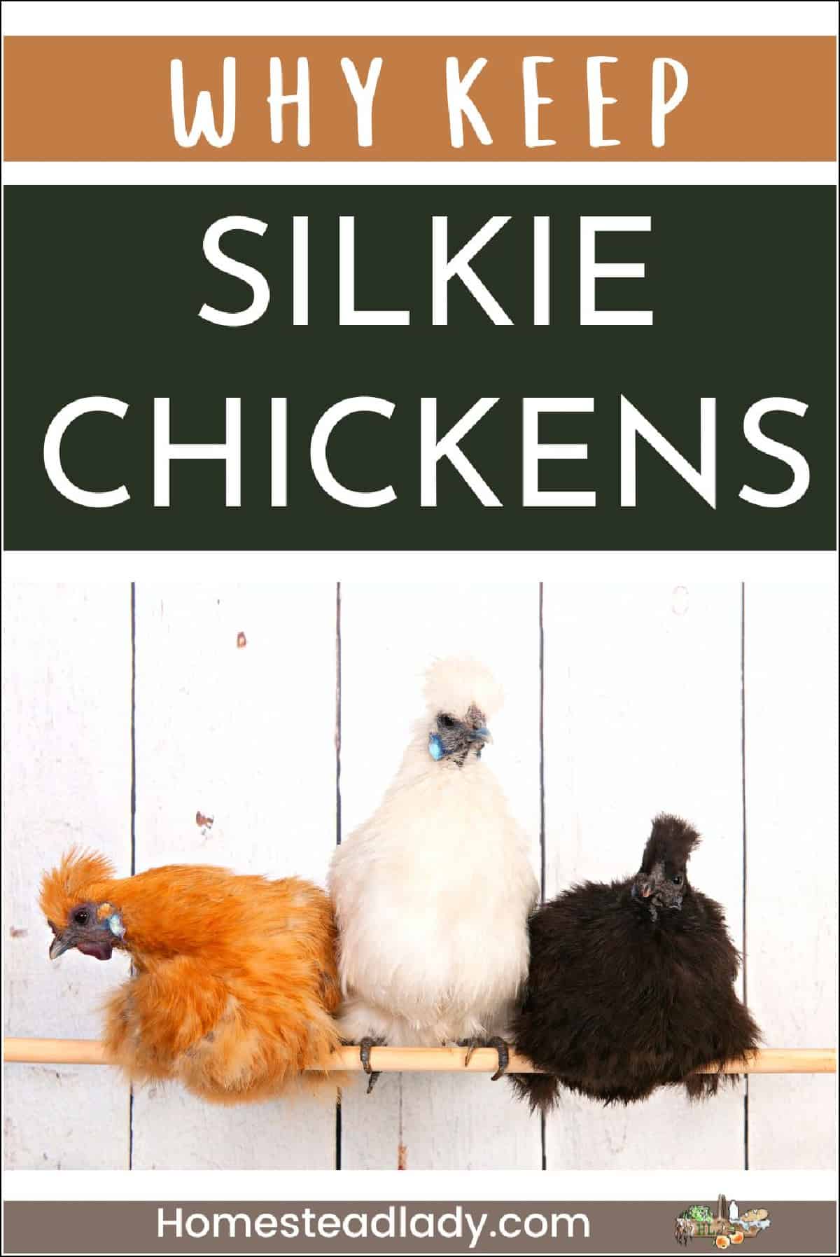silkie chickens on a branch