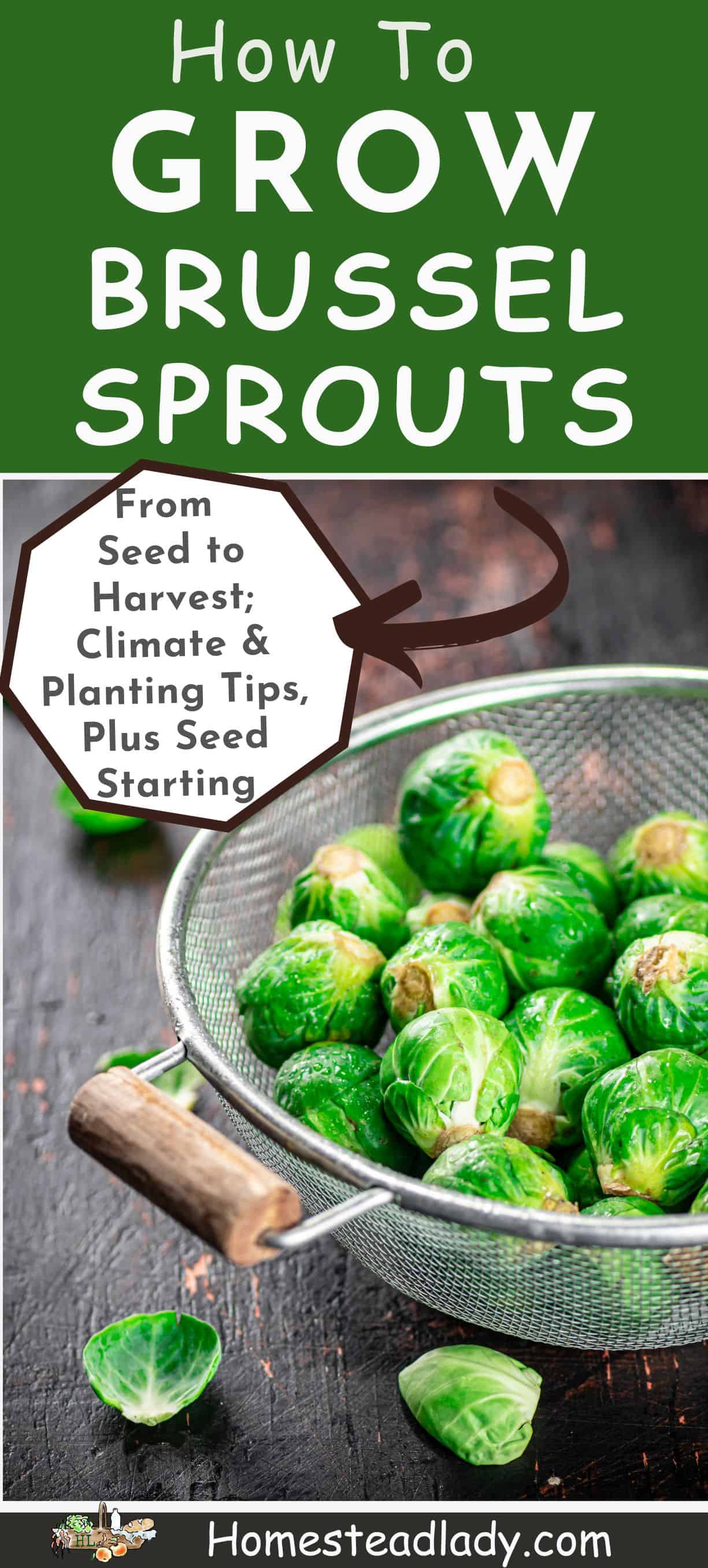 Homegrown Brussel sprouts in a colander