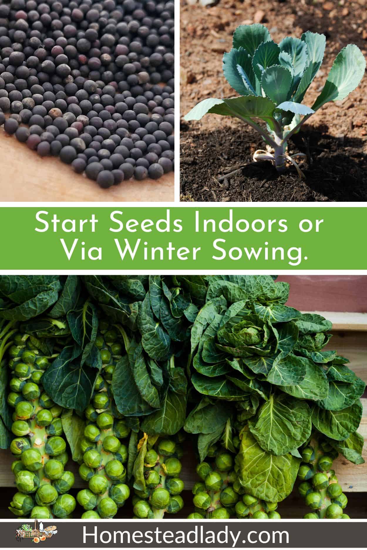 Brussel sprout seeds, baby plant, and mature plants