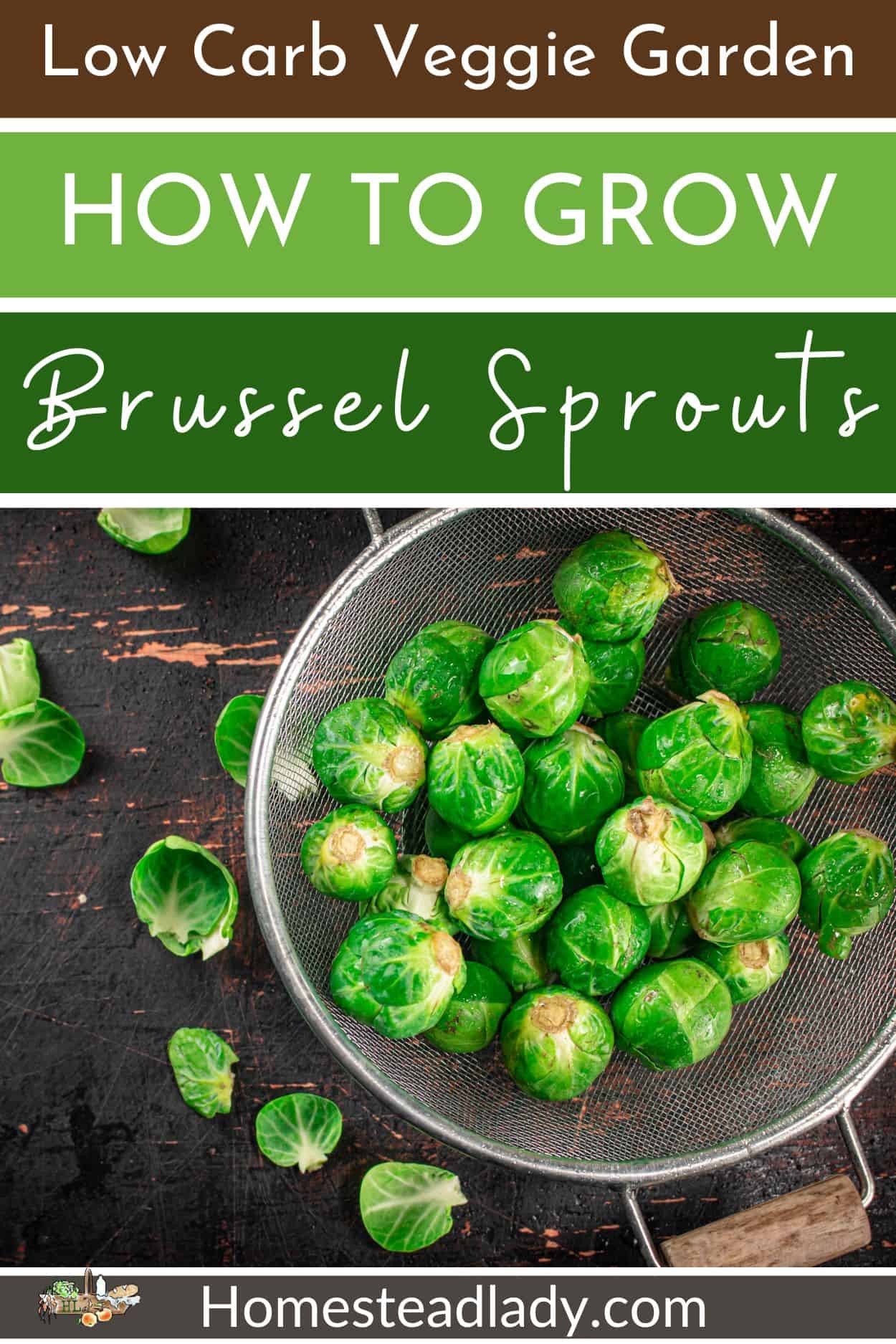 Brussel sprouts in a colander on a dark table