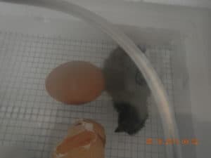 Wet and spazzy, the chick tries to figure out what just happened.