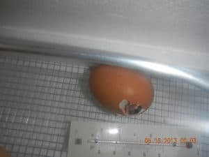 After a lot of peeping and rocking, the chick finally starts to emerge.