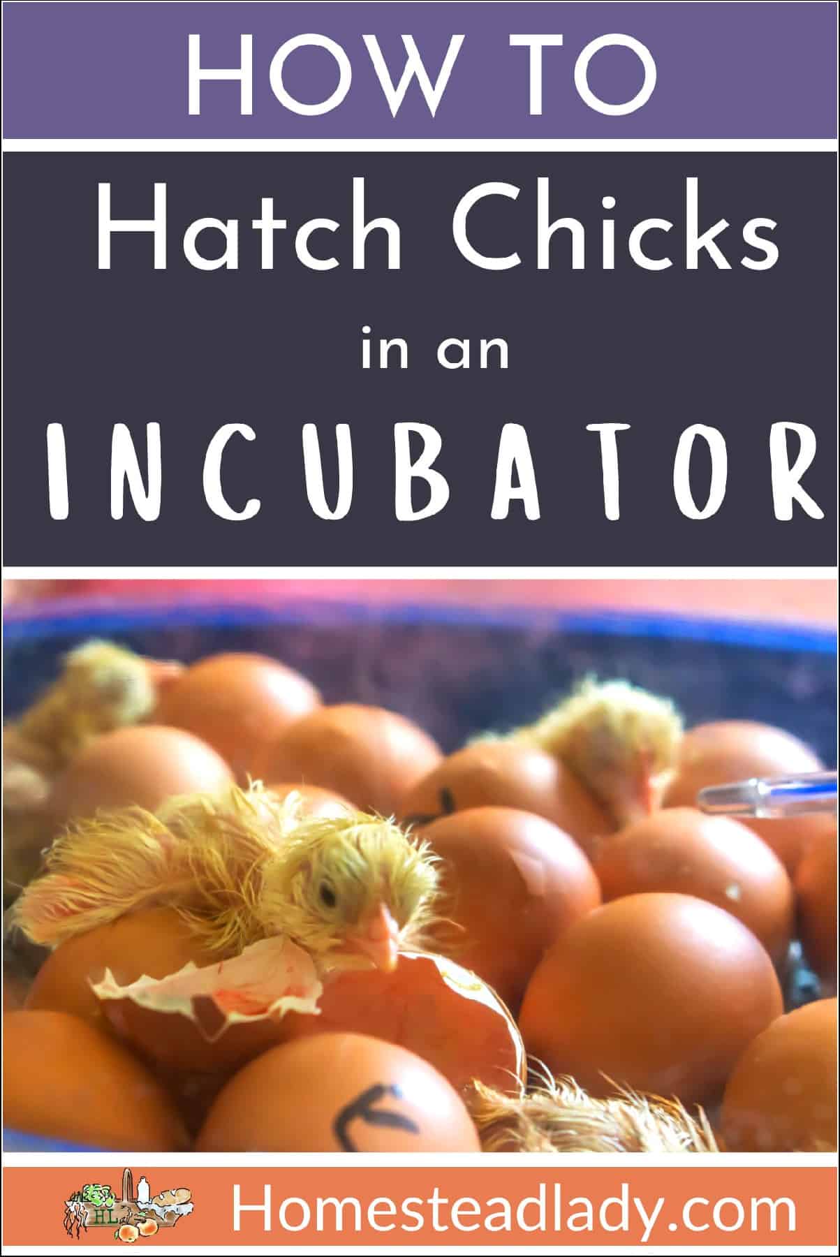 newly hatched chicks in an incubator with eggs