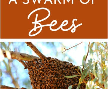 a swarm of bees on a branch