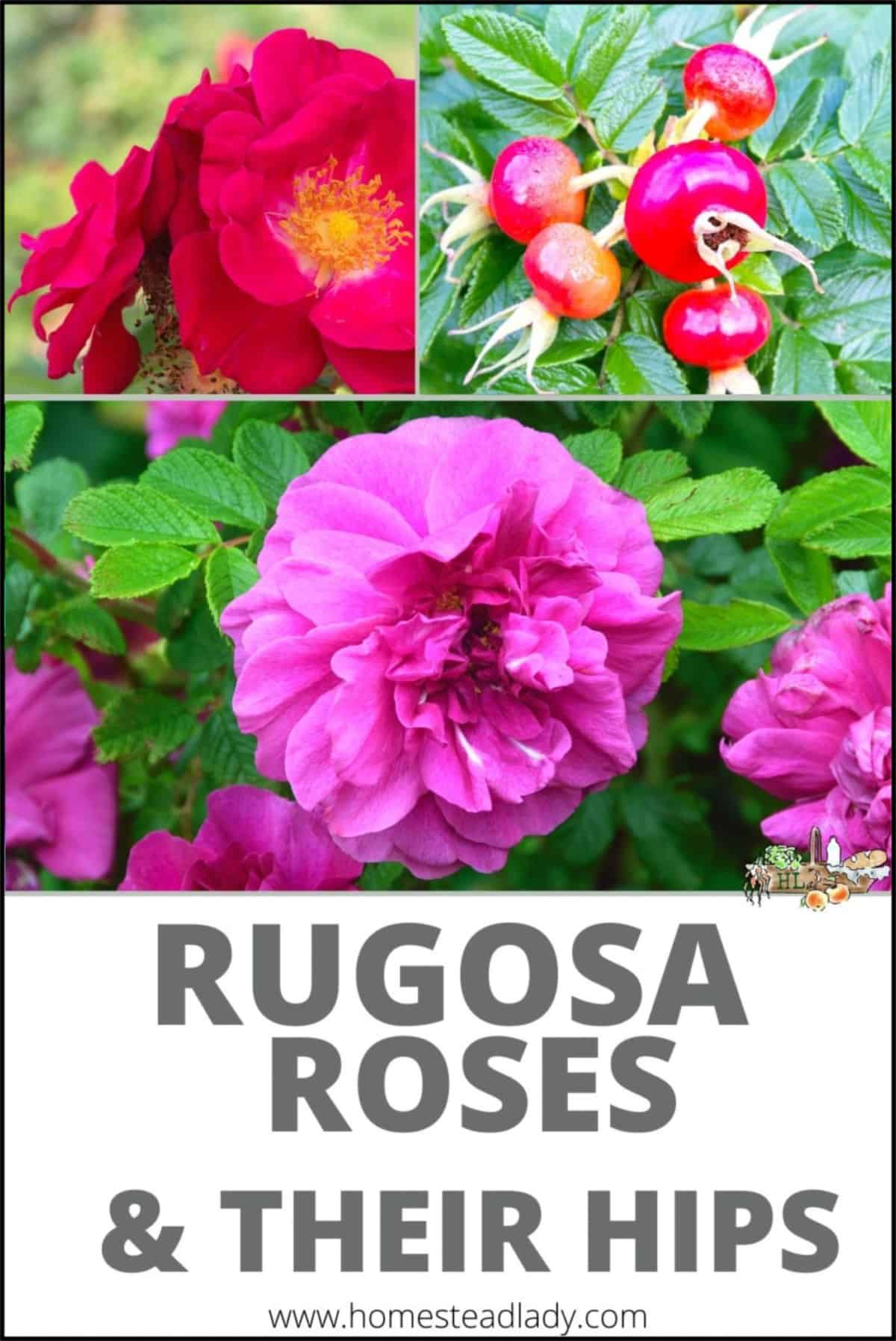 rugosa roses