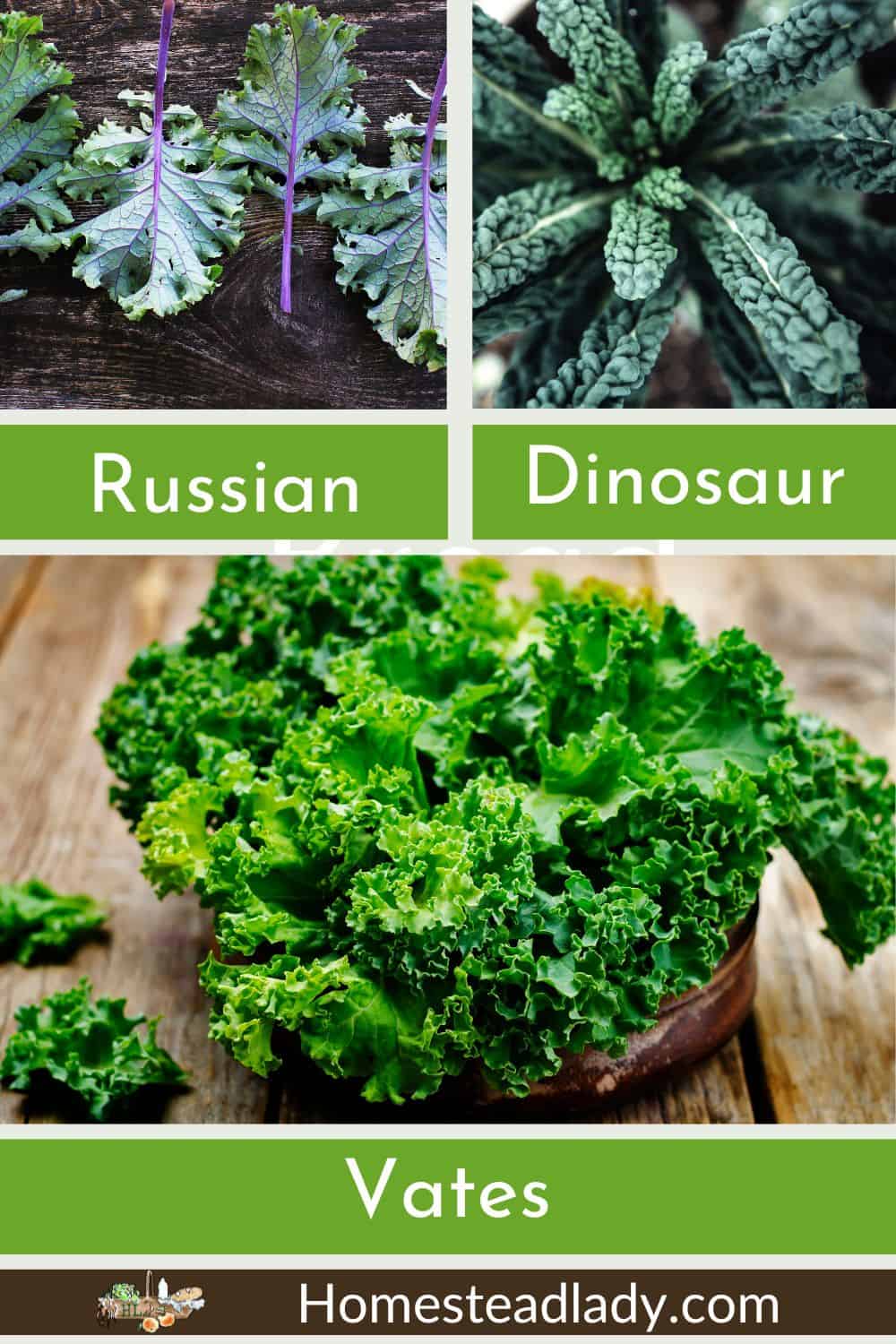 raw kale varieties