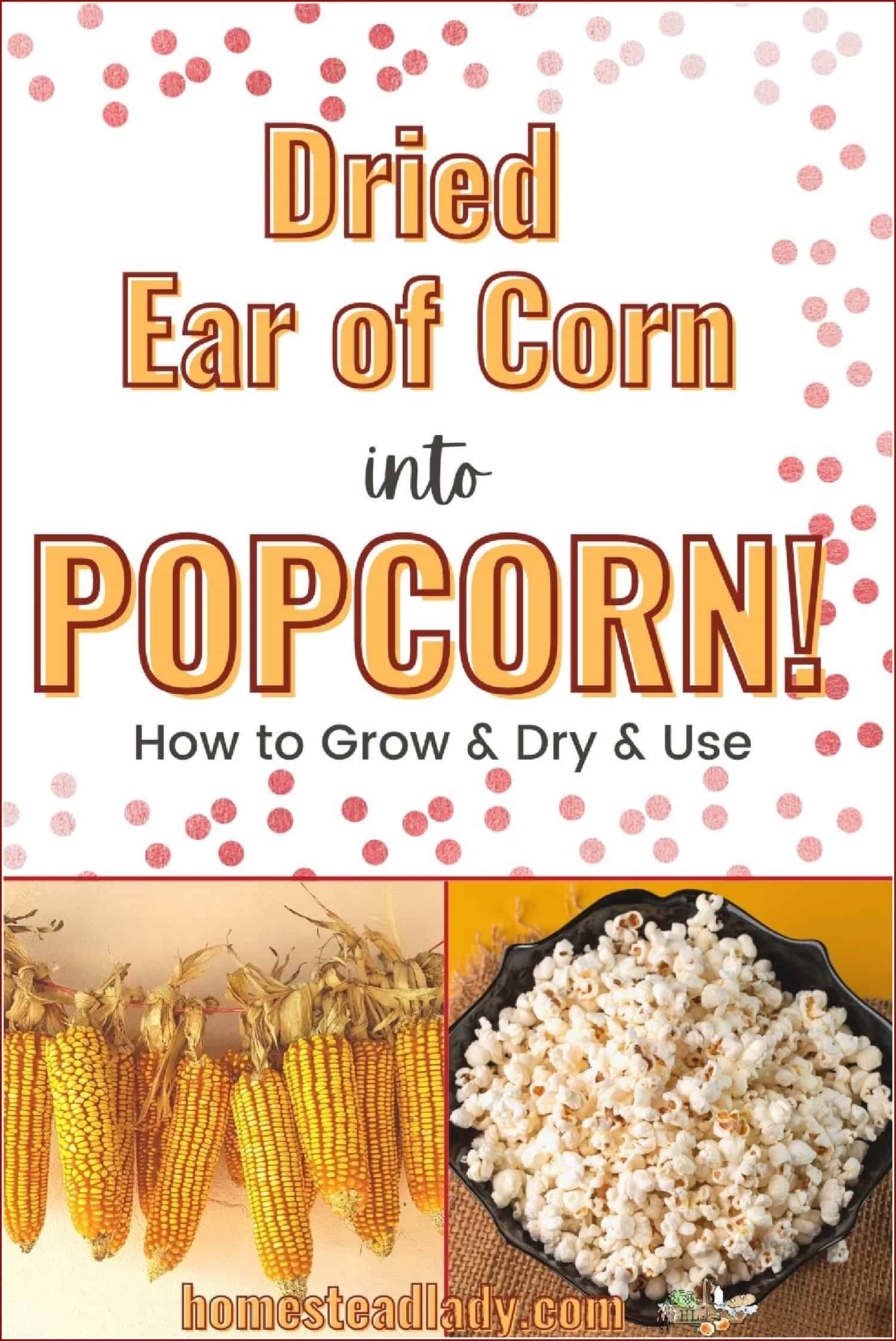 decorative, dried ears of popcorn, popped corn in a bowl