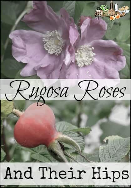rugosa roses and rose hips