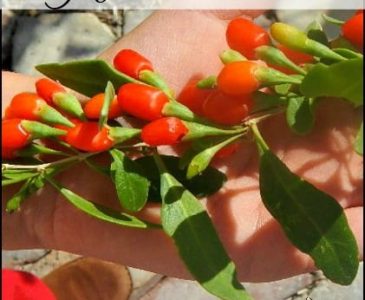 What are Goji Berries l The superfood Goji or Wolf berry is easy to grow and use l Homestead Lady (.com)