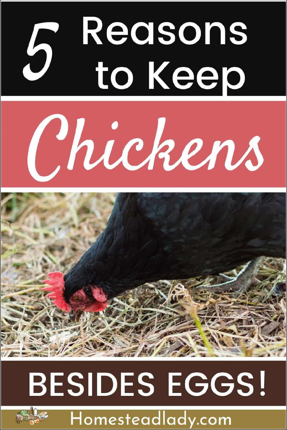 chicken eating bugs and weeds