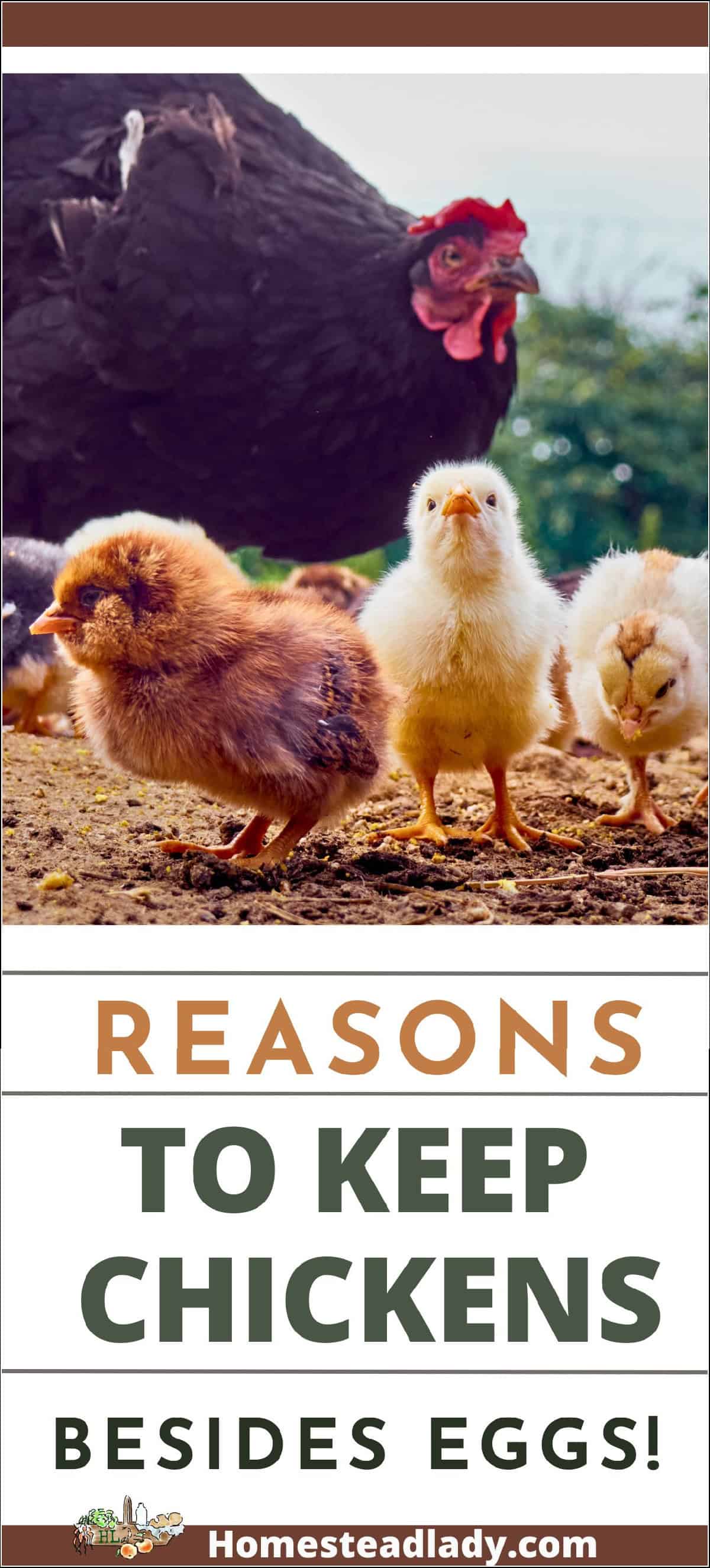 a hen and chicks eating bugs and weeds in the dirt