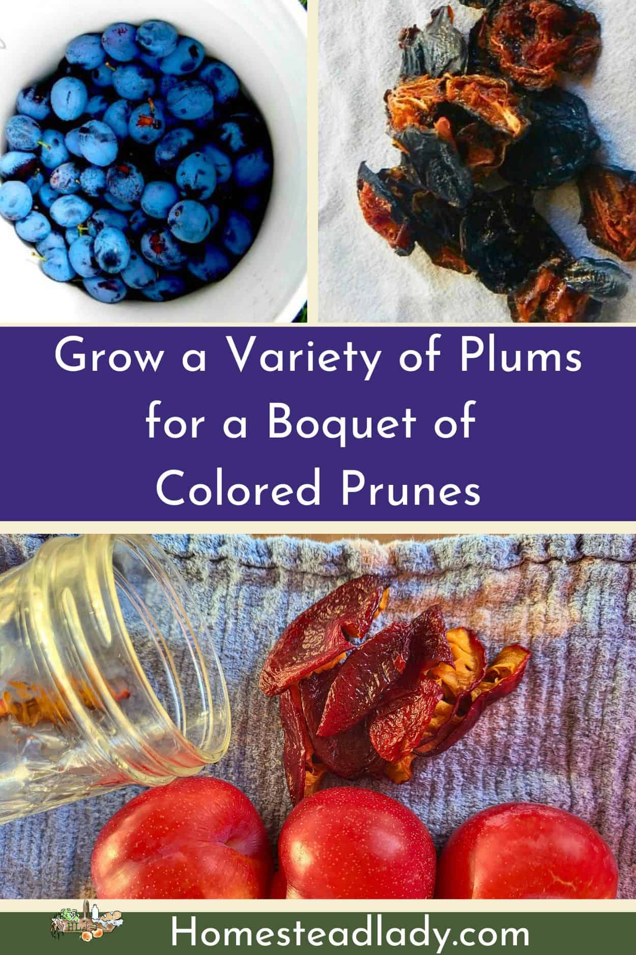 purple plums and prunes, red prunes on a table