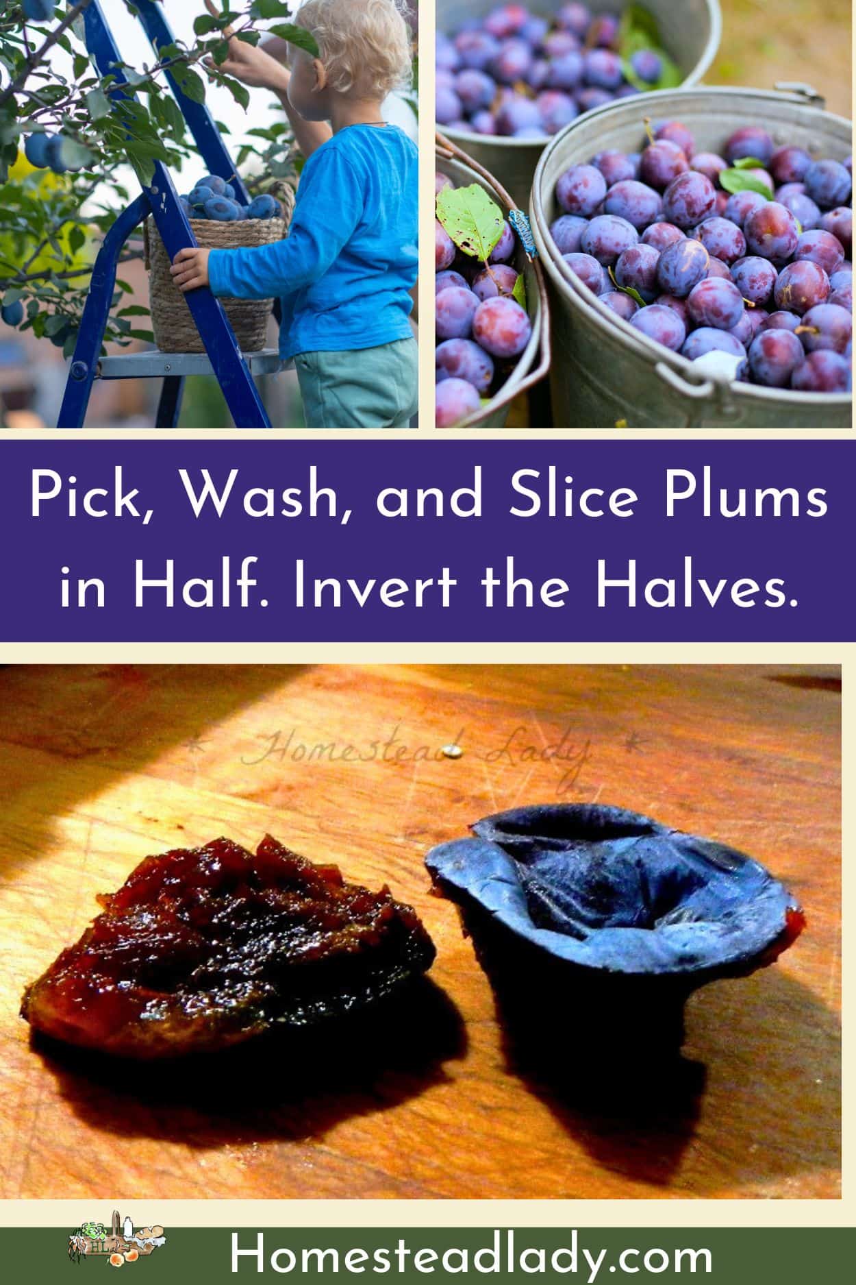 a child harvesting plums on a ladder; a bucket of purple plums; cut plums on a board