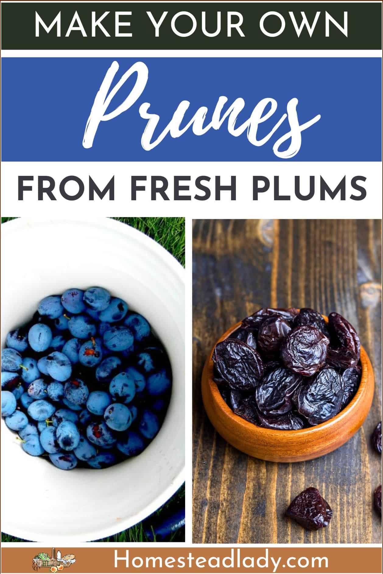 fresh plums in a bucket and homemade prunes in a bowl