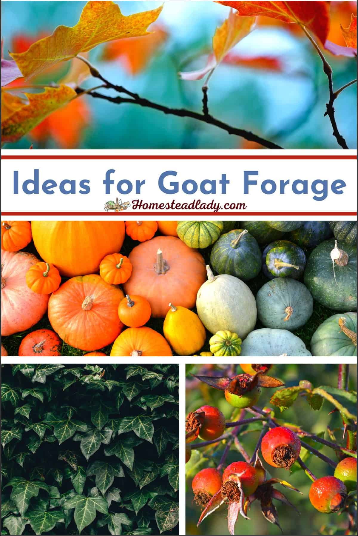 goat forage ideas like pumpkins, ivy, fall leaves, and rose hips
