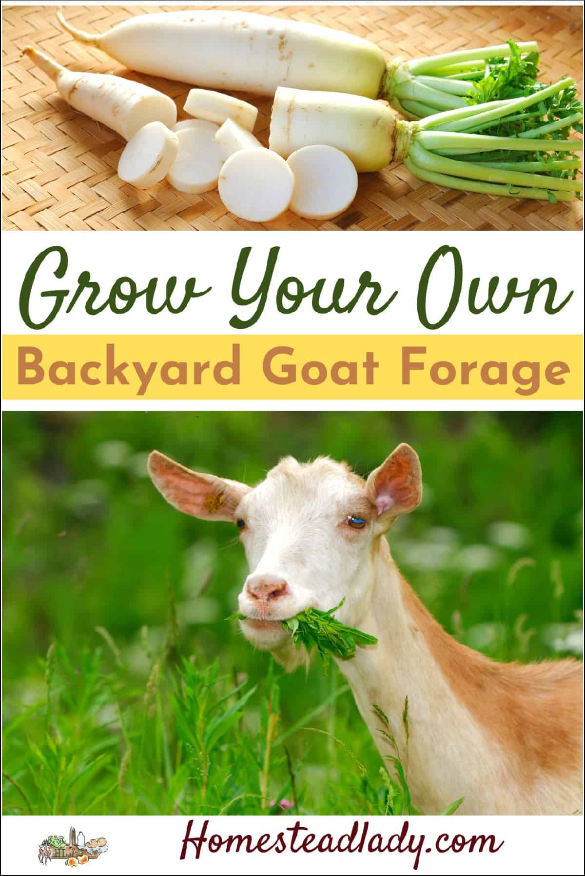 a goat eating foraged grass and daikon radish for forage