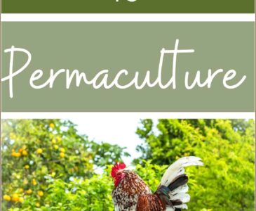 a chicken in front of an orchard