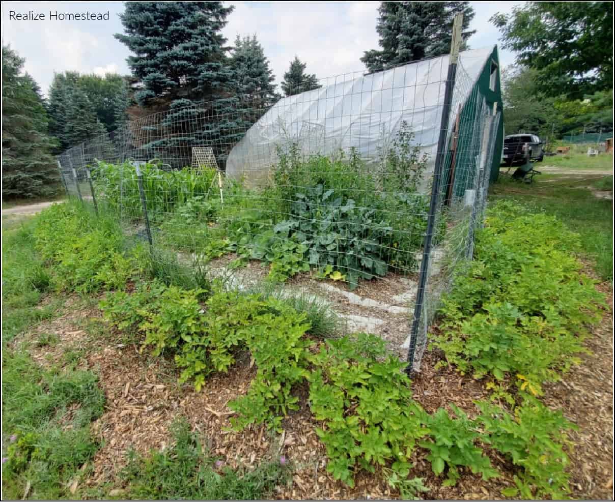 greenhouse with many permaculture plants