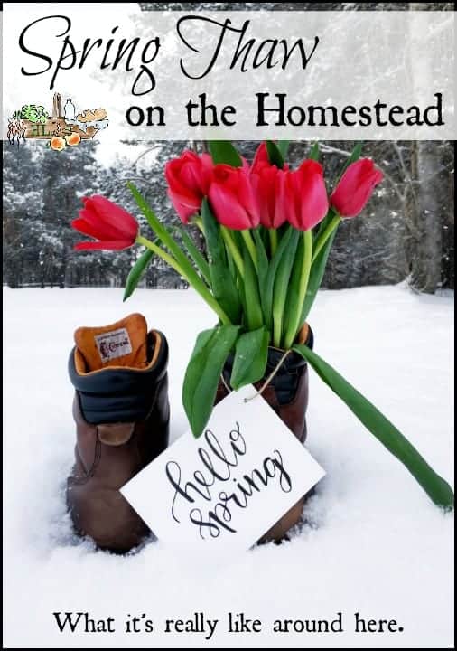 Spring thaw on the homestead l Homesteading ain't all rainbows and unicorns l Homestead Lady.com