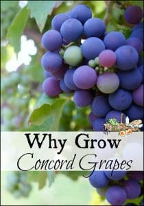 Why grow Concord grapes l Easily adaptable table grape l Great for juice and jelly l Homestead Lady.org
