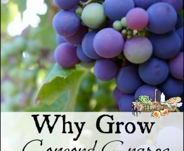 Grapes on vine