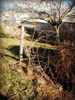 what on earth grapevines