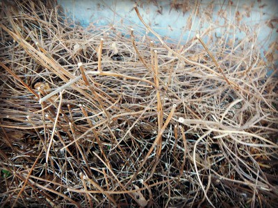 Spring thaw on the homestead - mint stalks from last year - www.homesteadlady.com Spring thaw on the homestead - mint stalks from last year - www.homesteadlady.com