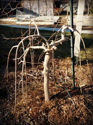 Spring thaw on the homestead - the Weeping Mulberry - www.homesteadlady.com