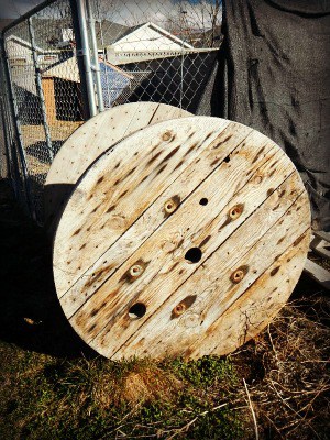 Spring thaw on the homestead - wooden spools used for baby goats to play on - www.homesteadlady.com