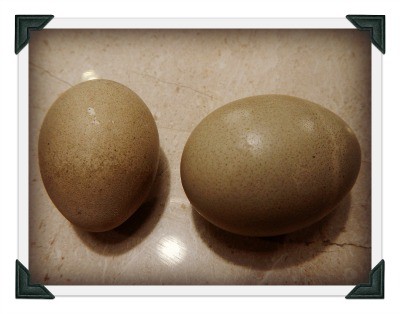 Easter Eggs - natural dye vs natural dye - no dice with the blue from the store - www.homesteadlady.com