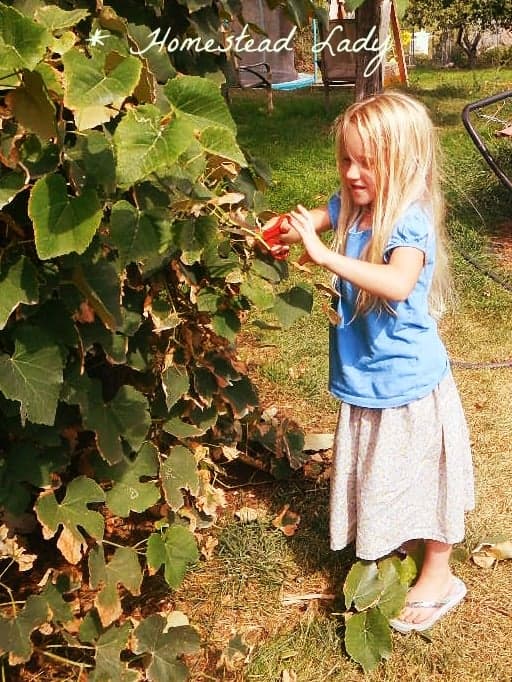 Why concord grapes www.homesteadlady.com - First summer pruning lessons