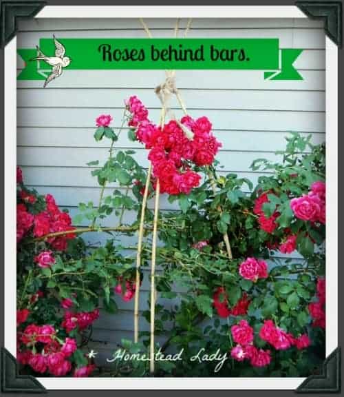 4 Garden Mistakes that are Blessings l Learn to DIY in the garden to save money l Homestead Lady.com