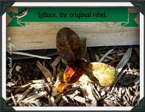 4 Garden Mistakes that are Blessings l Let lettuce reseed and grow where it will for continuous crops l Homestead Lady.com
