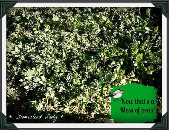 4 Garden Mistakes that are Blessings l Not Square Foot Garden measured but companion planted l Homestead Lady.com