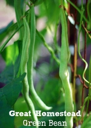 Green Bean Better Hens and Gardens photo credit - Five Annual Vegetables for the Children's Garden - www.homesteadlady.com