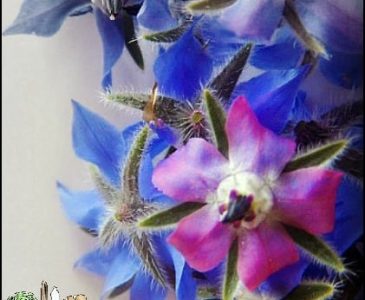 Natural Dyes from the Children's Garden l Let your kids experiment with foraged plant dyes l Homestead Lady (.com)