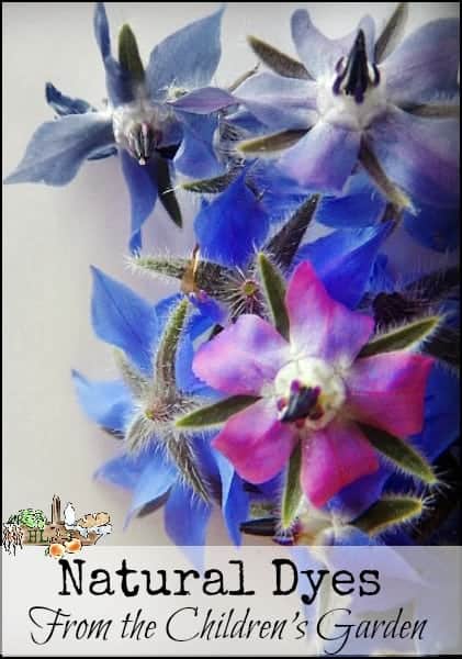Natural Dyes from the Children's Garden l Let your kids experiment with foraged plant dyes l Homestead Lady (.com)