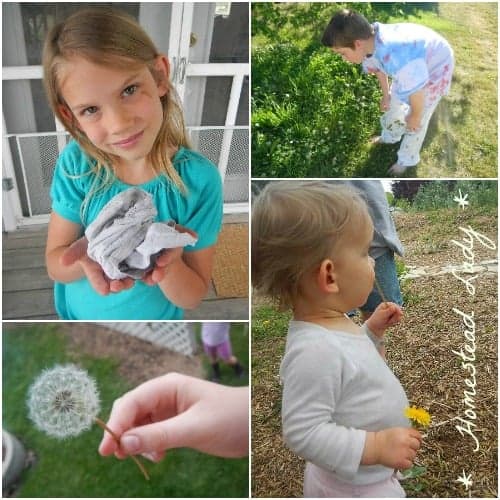 Natural Dyes from the Children's Garden - the kids had so much fun foraging for plants that would yield color! www.homesteadlady.com