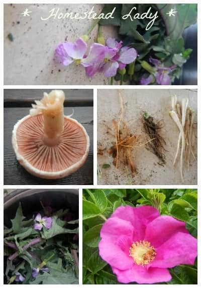 Natural Dyes from the Children's Garden - you can use any number of plant materials to make dyes for school and craft projects! www.homesteadlady.com