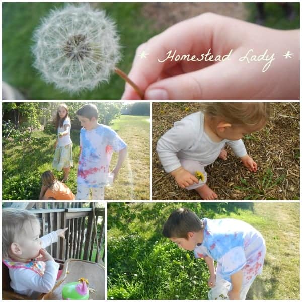Paleo Dandelion Cookies from the Children's Garden - the first thing you need is a crew of dandelion pickers www.homesteadlady.com